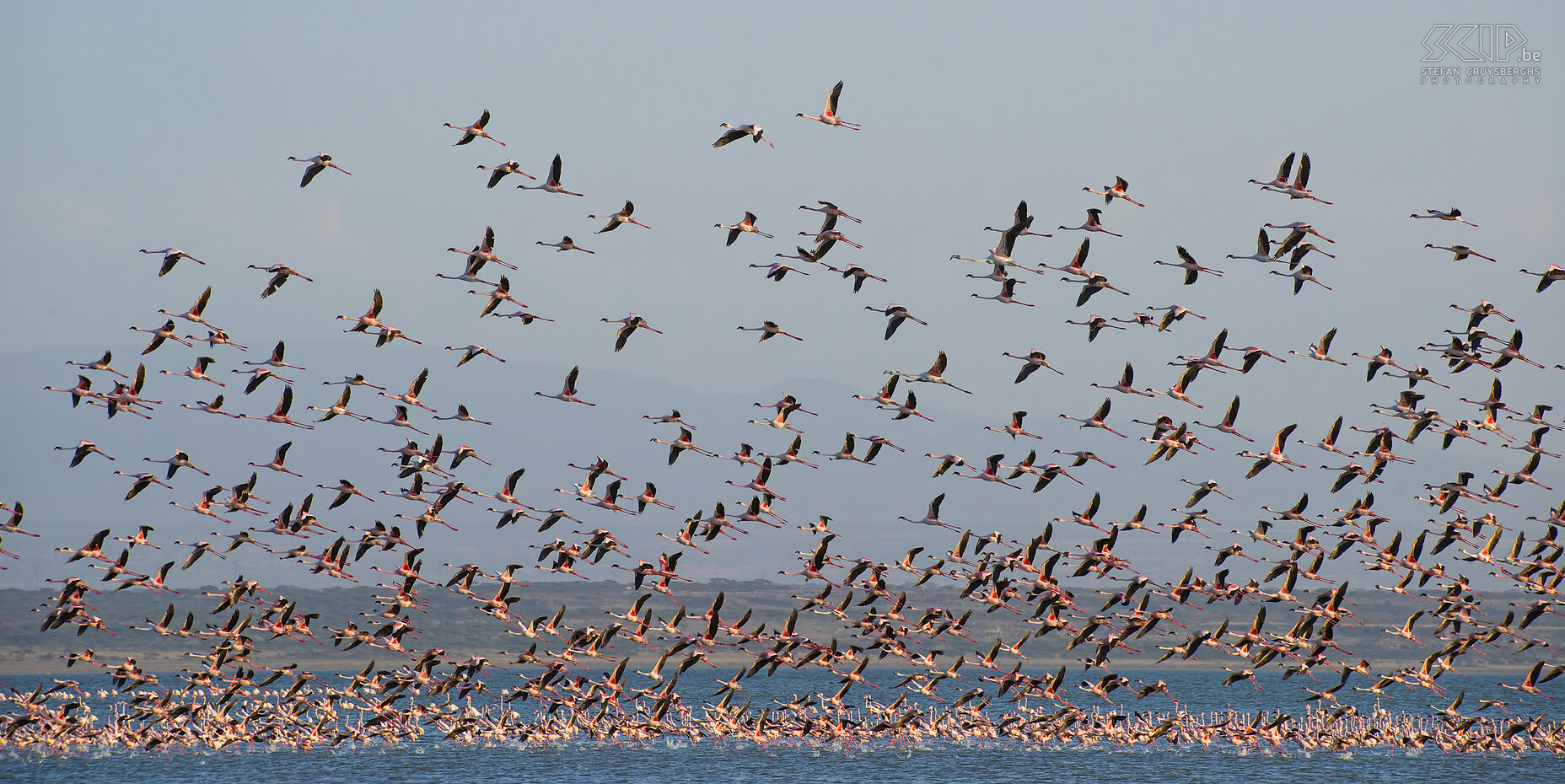 Lake Abiata - Flamingo's Vanuit de hoofdstad Addis Abeba  vertrokken we met 2 jeeps voor 10 dagen naar het zuiden van het land om wildlife te spotten in de nationale parken en de authentieke stammen van de Omo vallei te bezoeken. Na een lange rit kwamen we aan Lake Abiata in Abiata-Shala NP waar we duizenden flamingo’s zagen. Het zoutmeer trekt grote groepen van kleine flamingo’s (Lesser flamingo, Phoenicopterus minor) en (normale) flamingo’s (Greater flamingo, Phoenicopterus roseus) aan. Een ongelooflijk schouwspel. Stefan Cruysberghs